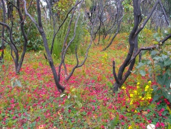 Flowering Bush Creeper, Leeuwin National Park, Western Australia