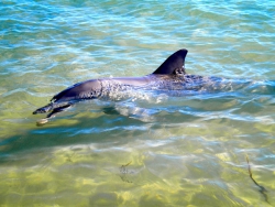 Dolphin, Geographe Bay, Western Australia
