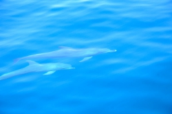 Dolphins, Geographe Bay, Western Australia