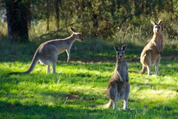 Grey Kangaroos, Western Australia