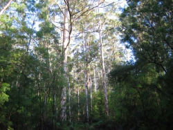 Karri Forest Boranup, Margaret River, Western Australia