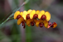 Pea Wildflowers, Leeuwin National Park, Western Australia