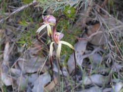Spider Orchid, Leeuwin National Park, Western Australia