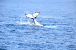 Humpback Whale, Geographe Bay, Western Australia