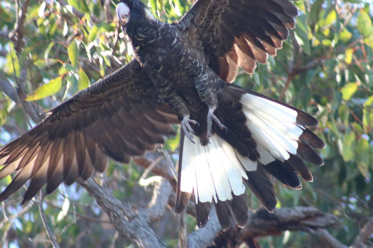 Native black cockatoo taking off for flight