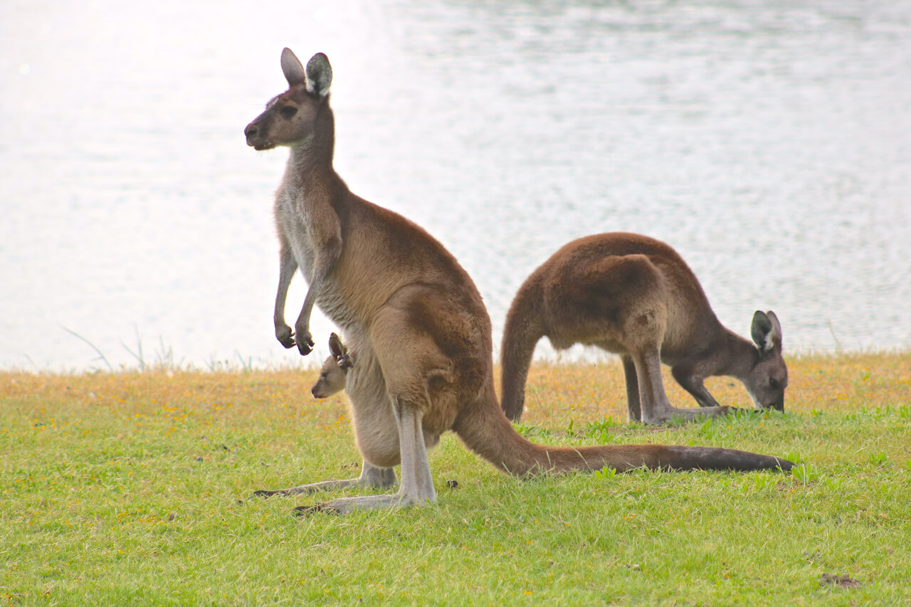 Western Grey kangaroos